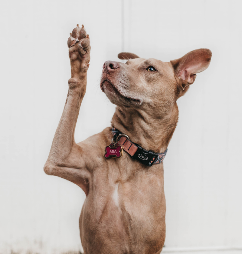 FRIDAY FAQ: Why are some pallets heat treated? A: Wooden #pallets can often harbour insects such as Bark Beetles and others. These insects damage the wood, and heat treating removes that threat. #liverpoolhour #recycling