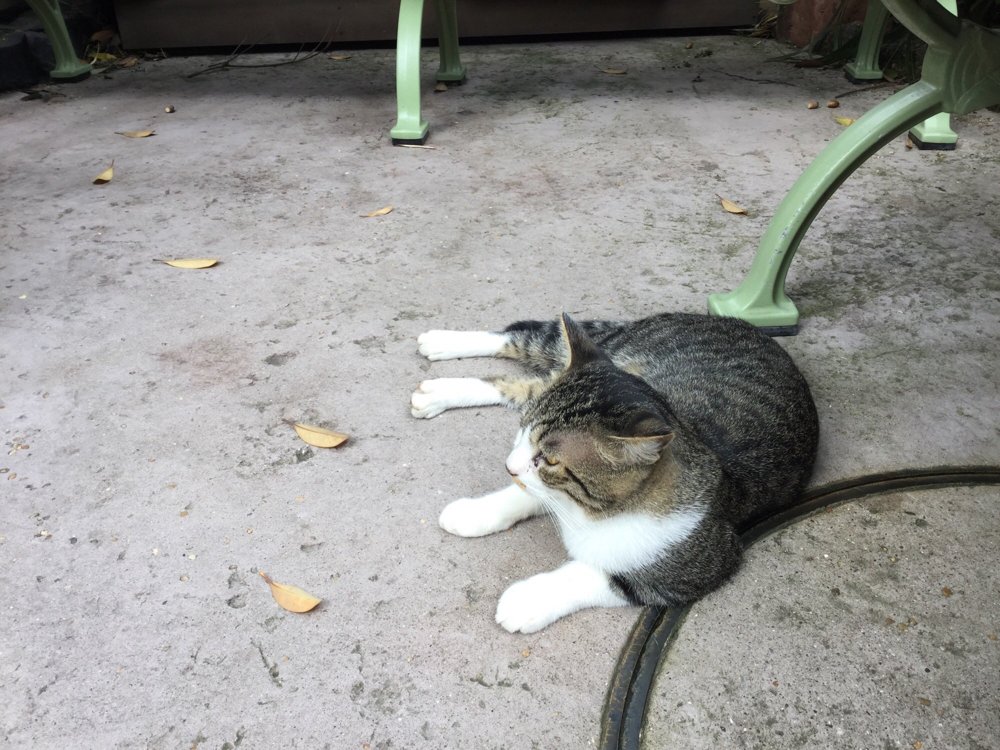 しょぼ 番外編ですお 東京ディズニーランドに猫さんが住んでいるという噂を聞いて調査に行ってきたのですお まさか本当に猫さんに会えるとは感激ですお モフモフさせてくれなかったけど穏やかで良い子でしたお T Co Xvgv0zh43z Twitter