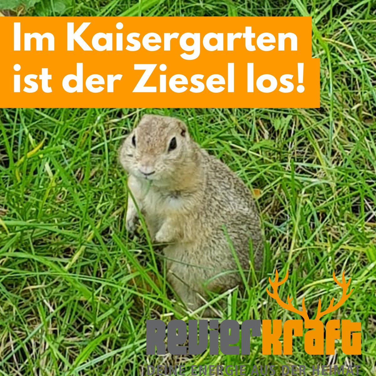 Auf der Suche nach einem Ausflugsziel fürs #Wochenende? Schaut mal im #Tiergehege im #Kaisergarten #Oberhausen vorbei - dort ist der #Ziesel los! 😊👍🏻☀️ #RevierKraft #evo