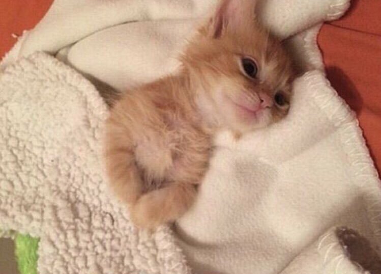 Котята совсем. Котята рыжие и совсем маленькие. Совсем маленькие котята. Маленький котёнок просыпается. Маленький котенок в полотенце.