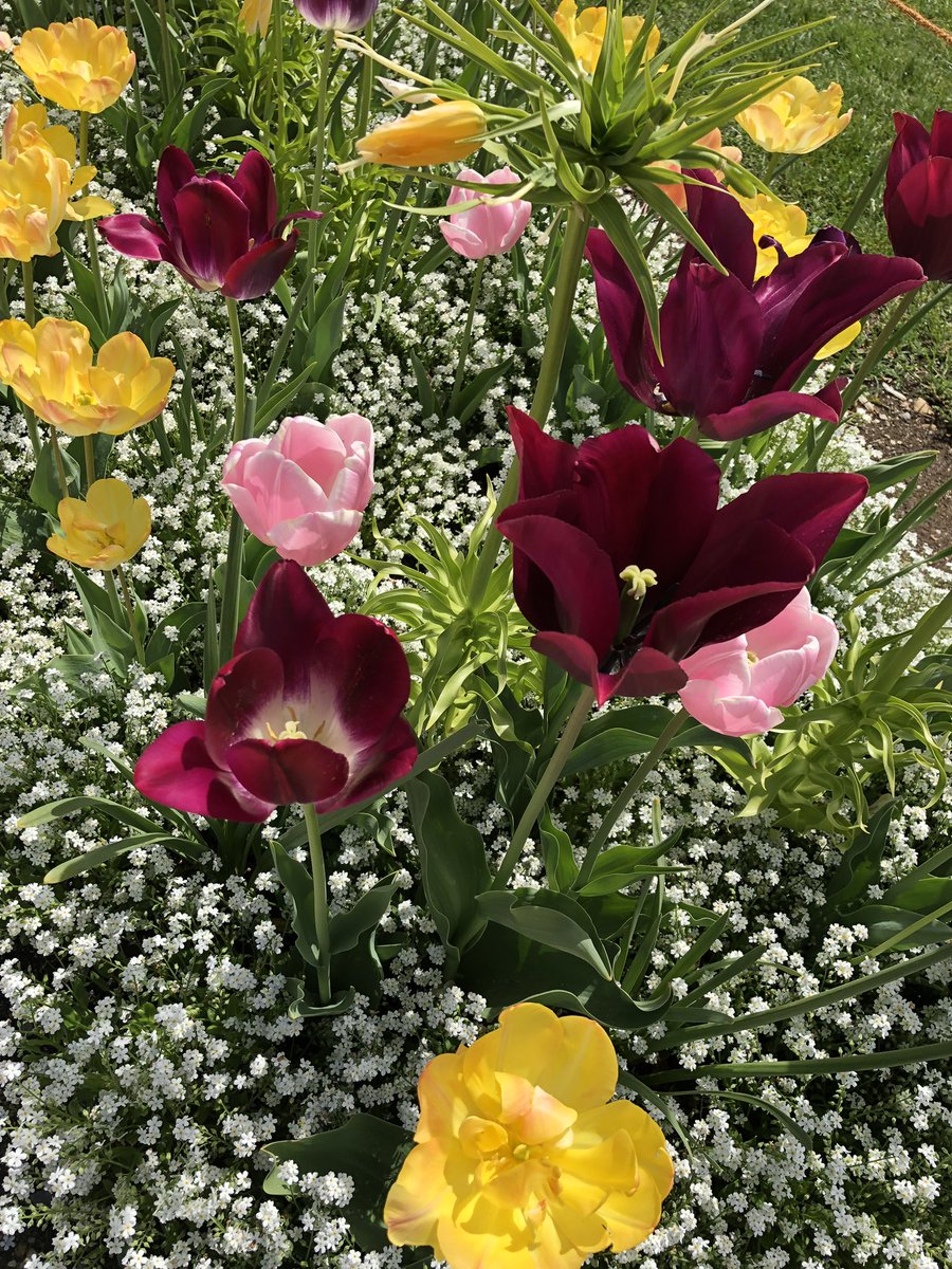 hanaj111's tweet photo. ❤️❤️💐🌺🌼 #Flowers https://t.co/V0Byux9kRC