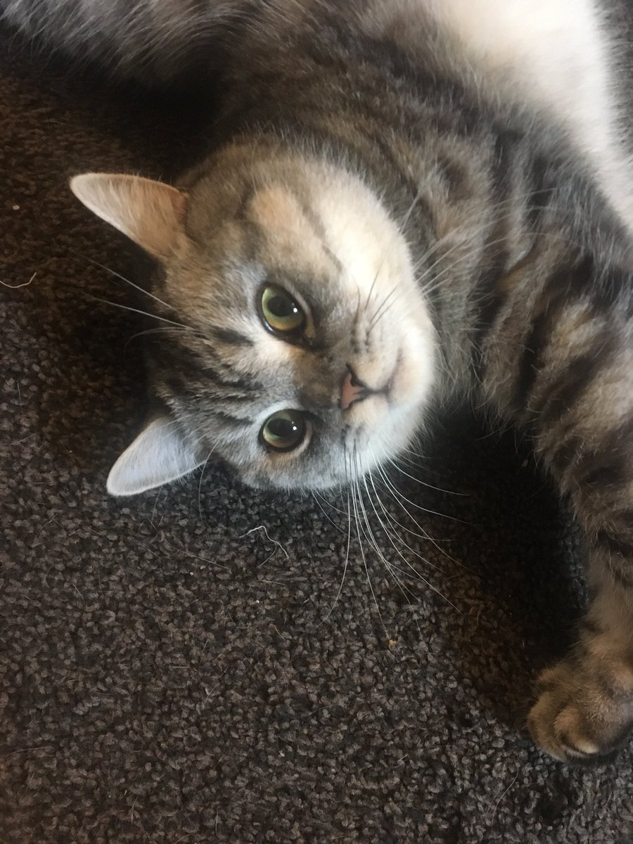 Tower Top Ents tweet media