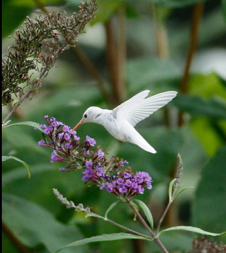 Durango96380362's tweet image. I know Lewis your all about love 💙 Me too! I just don't Express it like you ! Remember I'm a hard one , I do war !😀 I was so encouraged yesterday, You guys are great all of you ! Have a wonderful day and weekend! Shalom