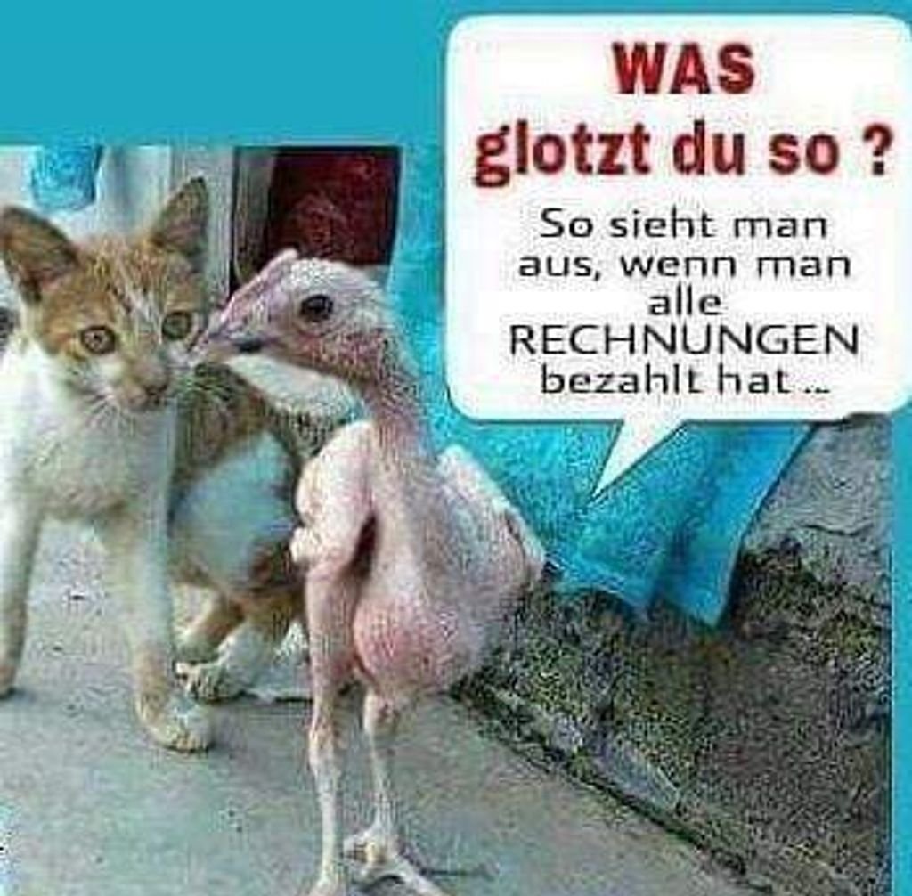 Täglich neue lustige Bilder &amp; Videos - App für Android und iPhone: mega.lol