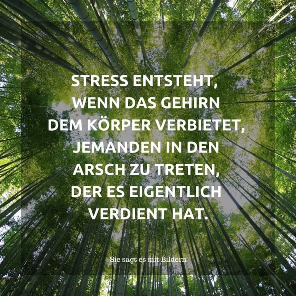 Täglich neue lustige Bilder &amp; Videos - App für Android und iPhone: mega.lol