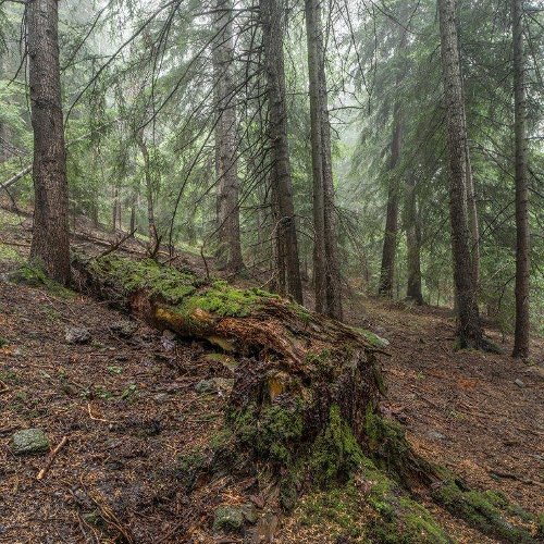 parcscat's tweet image. 📌 Jornada sobre gestió dels boscos madurs 🌳i el seu potencial terapèutic 
🗓 26/9
📍 Auditori de l’Hospital d’Olot i comarcal de la Garrotxa
📝 🆓  Inscripcions gratuïtes  
Organitza: #PNGarrotxa amb la col·laboració de @ruralcat i @hospiolot #PATT2019 
bit.ly/32KnQEz