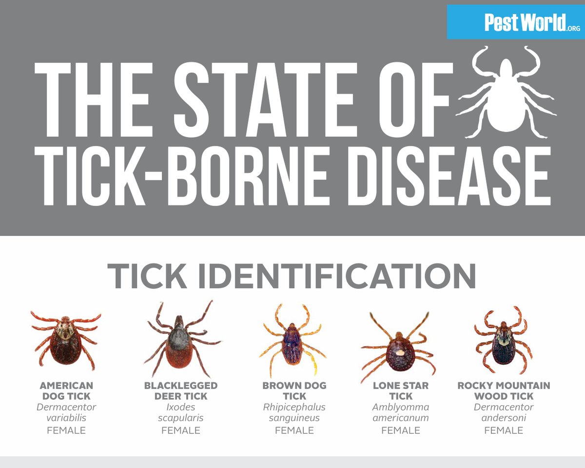 Tick Identification Chart