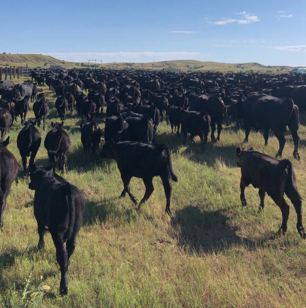 VossJessamyn's tweet photo. Make The Cattlemarket Great Again! We need your support @POTUS @realDonaldTrump https://t.co/mh8LH50hsI