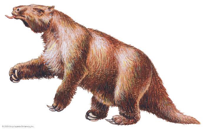 microlasticfan's tweet image. I just found out about these GIANT GROUND SLOTHS and wish they were still alive! They are called, Megatherium, who measured up to 20ft and weighed about 4 tonnes! #randomfactoftheday