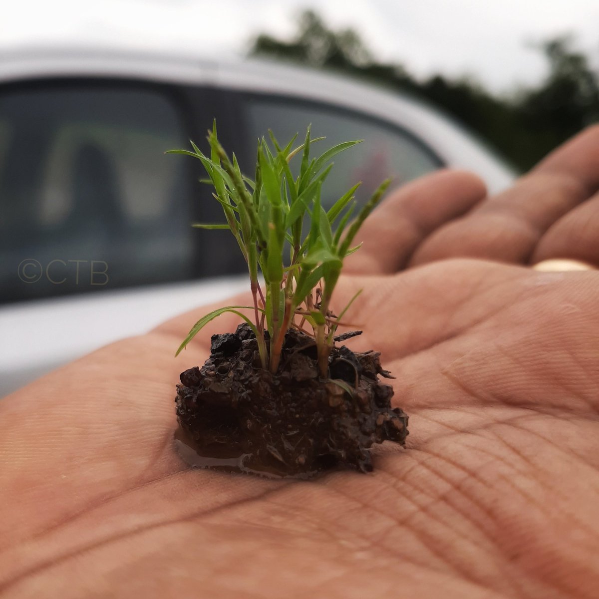 BidarTown's tweet photo. OnePlus is doing a campaign to plant more trees and help rejuvenate the environment. if you share a tweet with #OxygenOS @oneplus will plant a tree :) https://t.co/sI1lxmIt5d