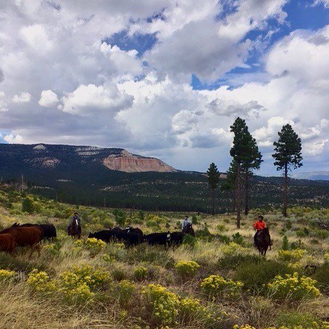 Turn-About Ranch tweet media