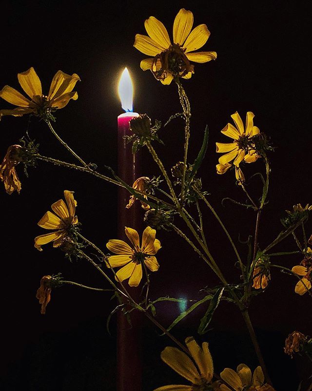 botanicalgarden's tweet photo. Coreopsis verticillata in a different light....
.
.
.
#Coreopsis #candlelight #dinnertable #flowerarrangement #simple #simpleflowers #vaseofwildflowers @gardenandgun @gardendesignmag @gardens_illustrated @finegardening @rakesprogress https://t.co/RqnGyEyHWV