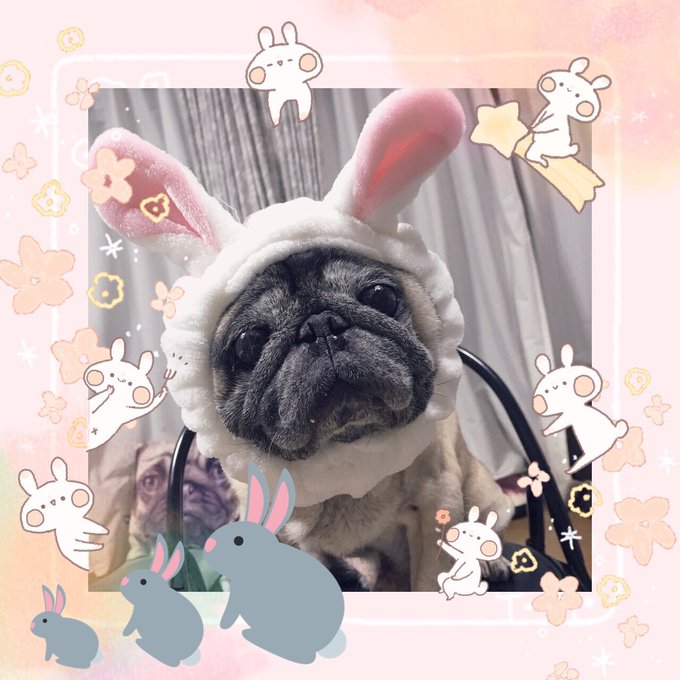 パグのtwitterイラスト検索結果 古い順