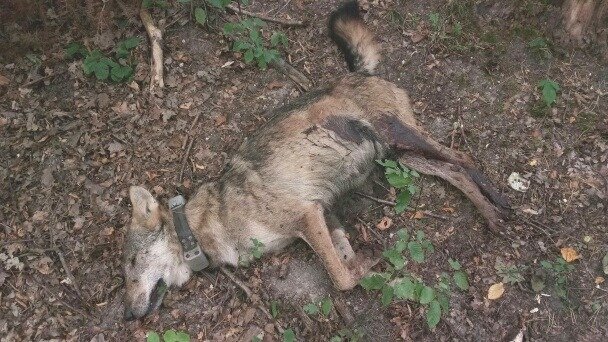 WWF_Polska's tweet photo. 2 wilki Kosy i Miko zostały zastrzelone! Zabity wczoraj Kosy był 6 letnim rozmnażającym się samcem w doskonałej kondycji, który w tym sezonie wychowywał szczenięta...To ogromna strata dla tego gatunku!
Zdjęcie i informacje: https://t.co/lMxwcp6YdO https://t.co/XPVlKVK75L