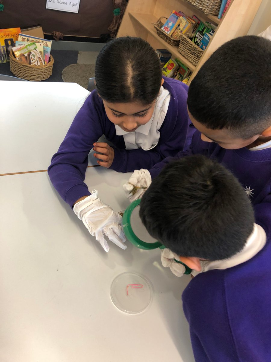 Year 4 dissected real Stone Age poo to find out what people might have eaten in the Stone Age. We found seeds, berries, herbs, leaves and meat and it smelt very bad! #stoneage #primary #year4 #science #history