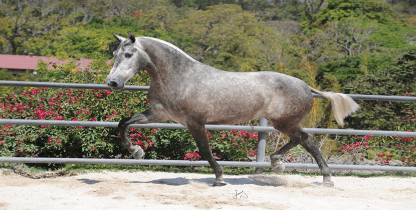 Microchip en los caballos - noticaballos.com/microchip-los-… #caballos #animales #mascotas