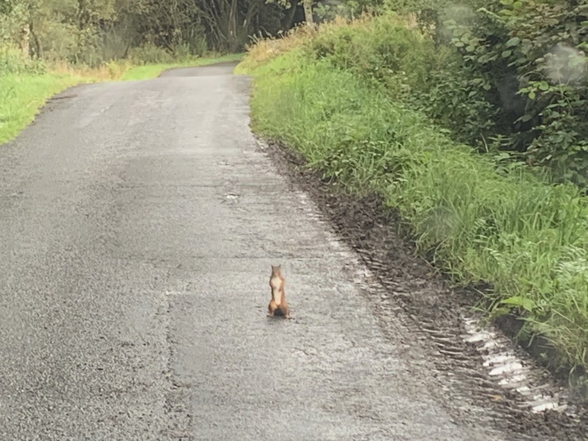 This little red squirrel was not moving to let me drive past, you’ll prob need to zoom in to see it properly!  I waited a min, took the pic and then slowly moved forward until he decided to let me through.