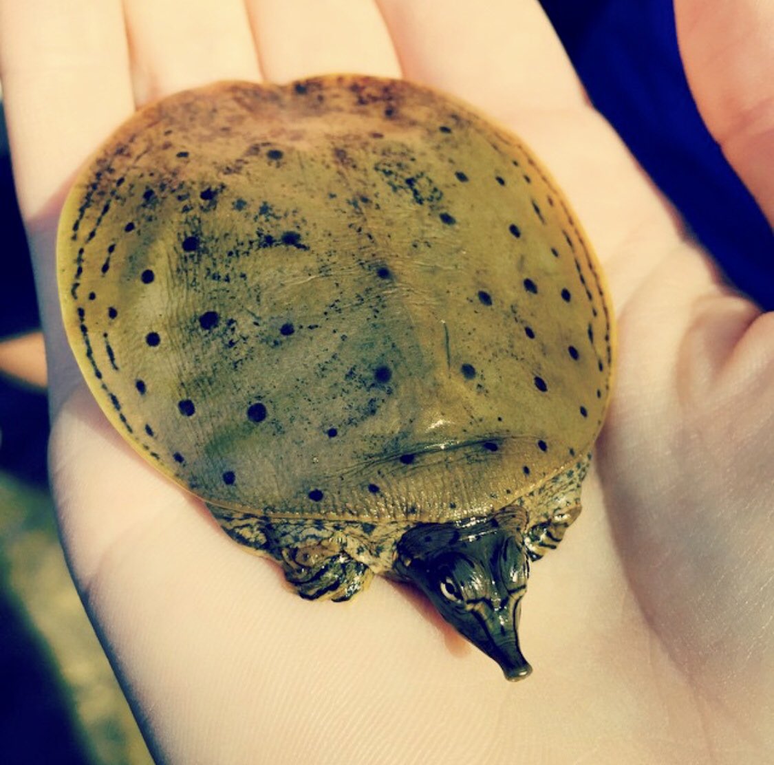 GinaGoesOutside's tweet photo. Special guest on today’s episode of Small Creatures That Trigger Tide Pod Intrusive Thoughts about Putting Them in My Mouth: the tiny water pancake #ApaloneSpinifera 🥞 #WhatsInMyHand https://t.co/JCowHcEsXO