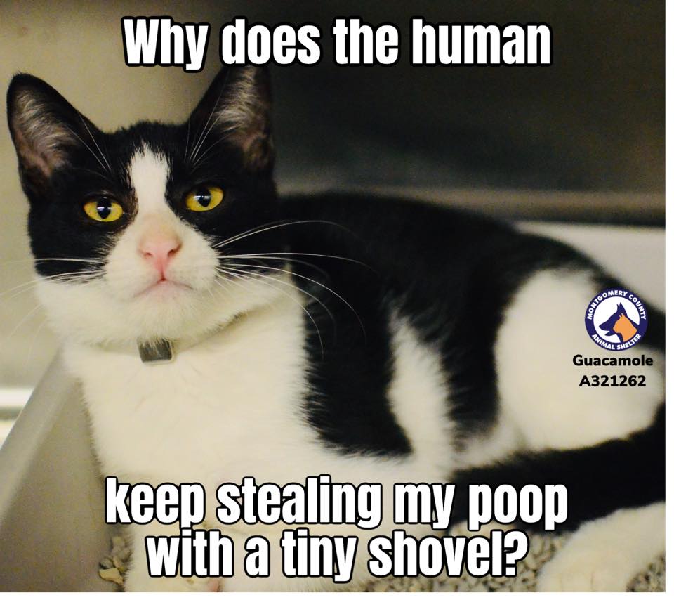 MCASPets's tweet image. Shelter life is confusing per our gal Guacamole! “First, they name you after some green dip which no cat would eat and then every so often a human with a tiny shovel comes to steal things I create.”- Guacamole (the cat, not the appetizer)

bit.ly/mcasGUACAMOLE