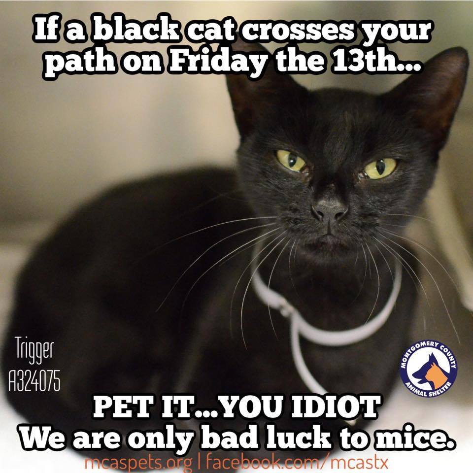 Being a black cat, Trigger has had her fair share of people telling her she brings bad luck. It's simply untrue! The only thing she brings is her good looks and a desire to be queen of your castle. #FridayThe13th #blackcatsaregoodluck bit.ly/mcasTRIGGER