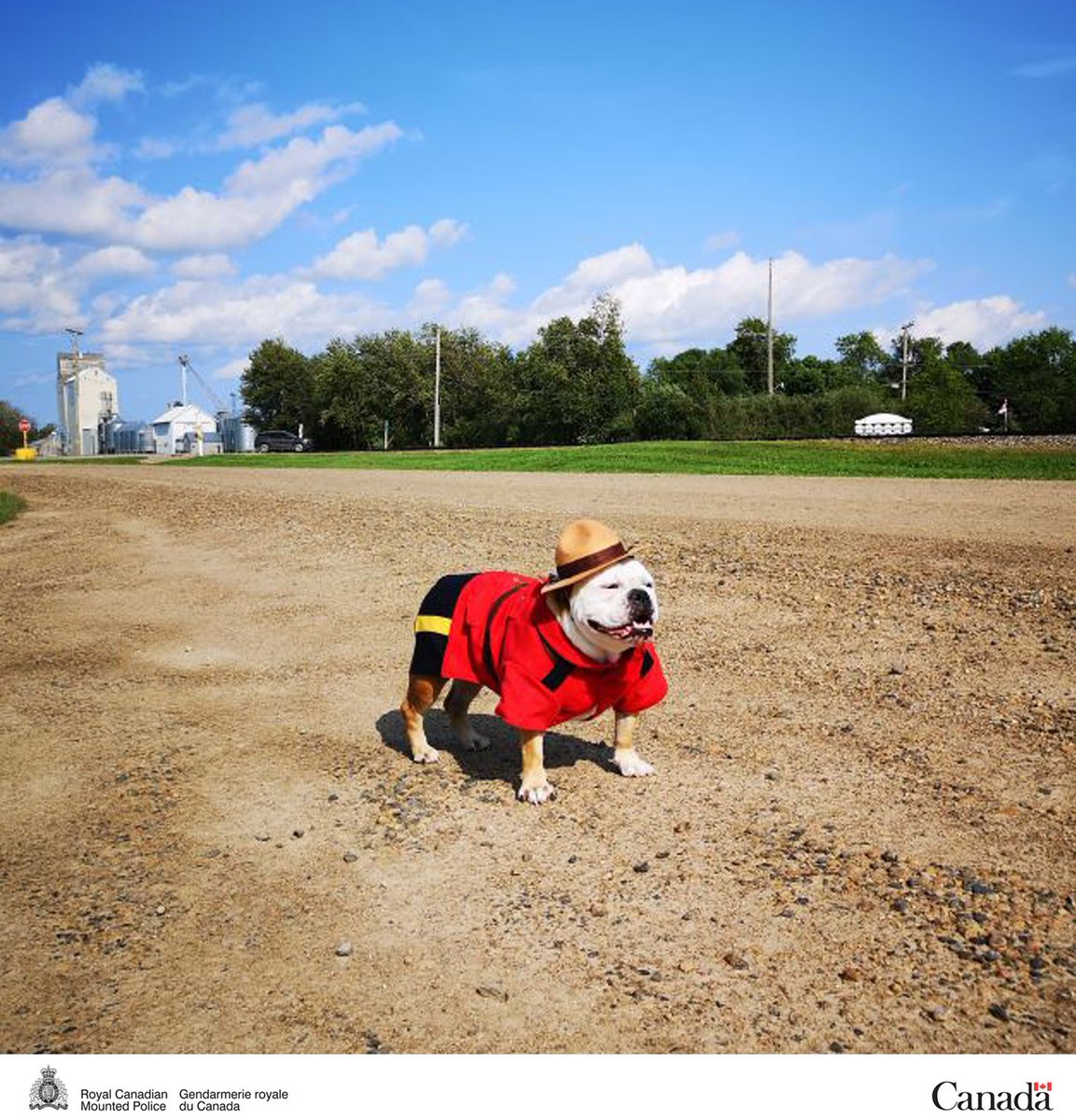 RCMPSK's tweet photo. Carrot River RCMP’s newest member, Dogstable Abbey, dressed and ready for duty! She would like to remind everyone to have fun and be safe this weekend. #FeelGoodFriday ^km https://t.co/1TVALrDJLX