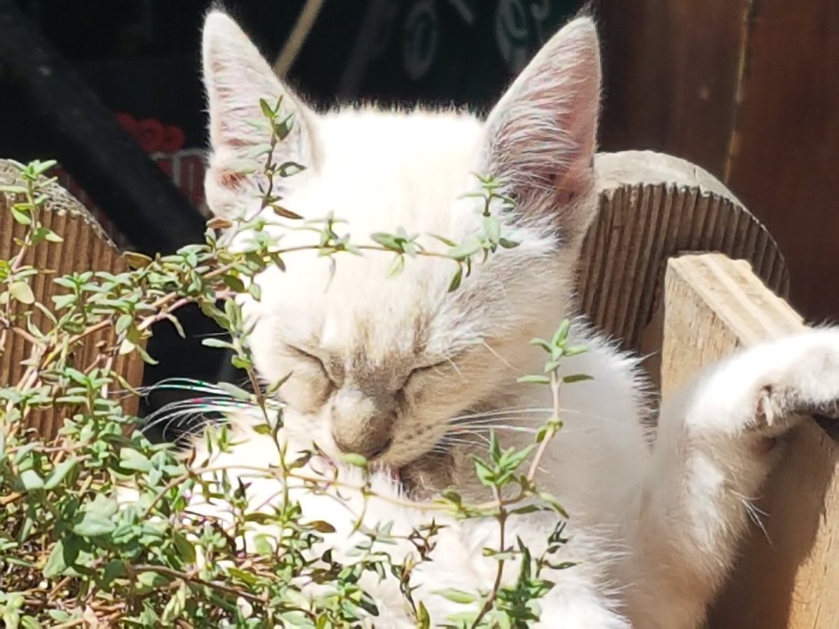 Sophie_MJ's tweet image. Hoy me encontré con esta belleza 💚😍🐈 y posando 🤩📷
#ModelCat