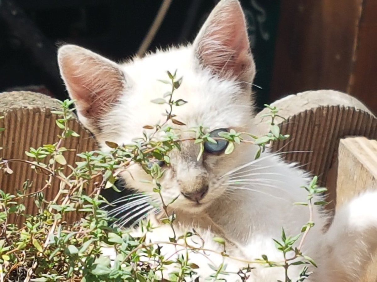 Sophie_MJ's tweet image. Hoy me encontré con esta belleza 💚😍🐈 y posando 🤩📷
#ModelCat