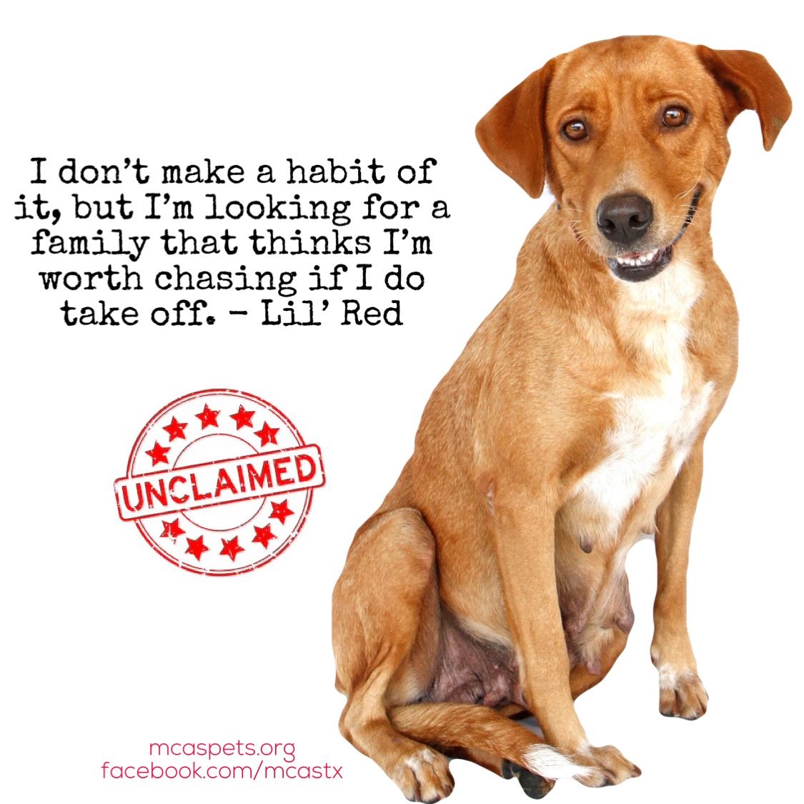 MCASPets's tweet image. Lil&apos; Red hoped her owners felt she was worth chasing that day she did take off down the road to talk to some friends.

She&apos;s looking for a committed relationship. And she&apos;s not just easy on the eye- she&apos;s sweet too! #adopthouston

bit.ly/mcasLILRED