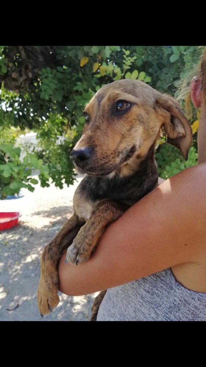 cyprus dog rescue and rehoming