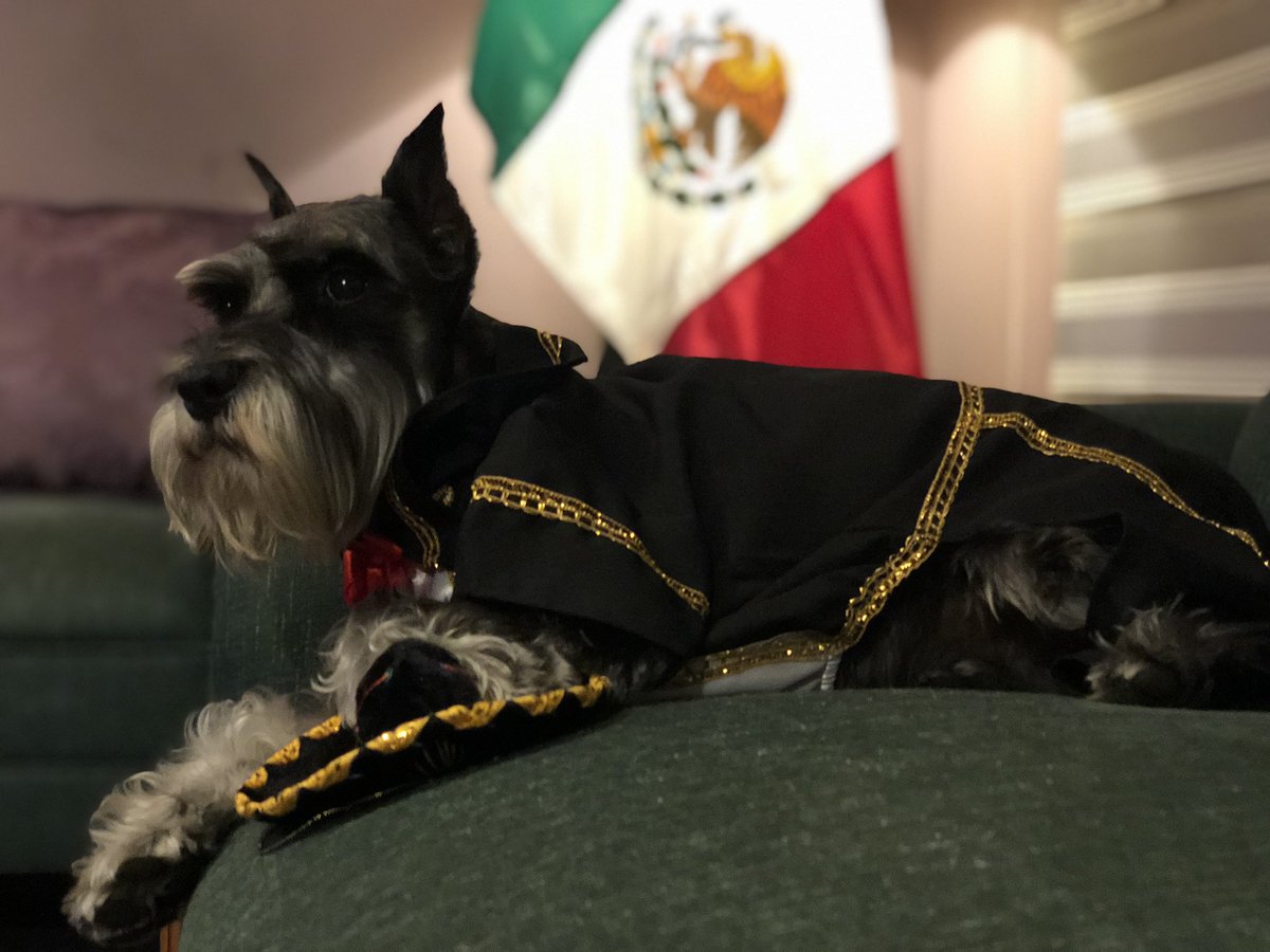 cartol77's tweet photo. Viva Mรฉxico ๐ฒ๐ฝ Toti_time๐พ๐ค@toti_time #toti_time๐ฐ๐พ #schnauzers #schnauzermexico #schnauzerstyle #schnauzersforlife #schnauzerdog #dogs #schnauzerworld #schnauzersofinstaworld #blackandsilverschnauzers #schnauzerslovers #schnauzerstoti #schnauzerstandard #schnauzerslife https://t.co/hQMNSXjoNj