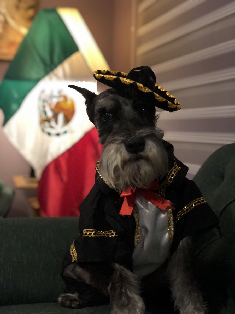 cartol77's tweet photo. Viva Mรฉxico ๐ฒ๐ฝ Toti_time๐พ๐ค@toti_time #toti_time๐ฐ๐พ #schnauzers #schnauzermexico #schnauzerstyle #schnauzersforlife #schnauzerdog #dogs #schnauzerworld #schnauzersofinstaworld #blackandsilverschnauzers #schnauzerslovers #schnauzerstoti #schnauzerstandard #schnauzerslife https://t.co/hQMNSXjoNj