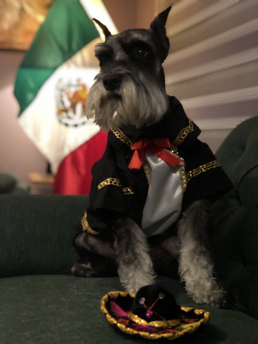cartol77's tweet photo. Viva Mรฉxico ๐ฒ๐ฝ Toti_time๐พ๐ค@toti_time #toti_time๐ฐ๐พ #schnauzers #schnauzermexico #schnauzerstyle #schnauzersforlife #schnauzerdog #dogs #schnauzerworld #schnauzersofinstaworld #blackandsilverschnauzers #schnauzerslovers #schnauzerstoti #schnauzerstandard #schnauzerslife https://t.co/hQMNSXjoNj