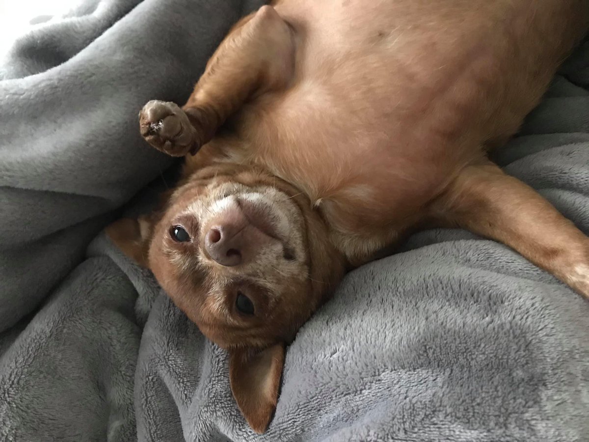 Our next adoption event is Saturday, 9/14 at 12 p.m. at Pet Supplies Plus in Fairfax, VA! Come on out to adopt a kitten, doggo, or young cat who's been patiently waiting for their forever family! 😍 facebook.com/events/3543647… #rescuedog #rescuecat #pets