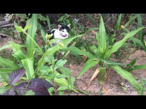 MeowMoeDotCom's tweet photo. 😍#Cute #Cats jump over flower tree,#Funny #Animals
 
#Cats #Cat #Kittens #Kitten #Kitty #Pets #Pet #Meow #Moe #CuteCats #CuteCat #CuteKittens #CuteKitten #MeowMoe
 
#Animal #Best #Cat #CatJumpFail #CatsTrailer2019 #CuteCatsVideos
 
https://t.co/gV0Dzftbqs
 
. https://t.co/qDrDuUlAhM