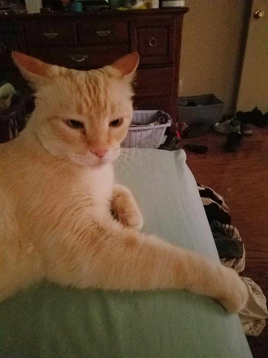 WizardTalbot's tweet photo. Look at all this sass... https://t.co/hch4uAVp6S