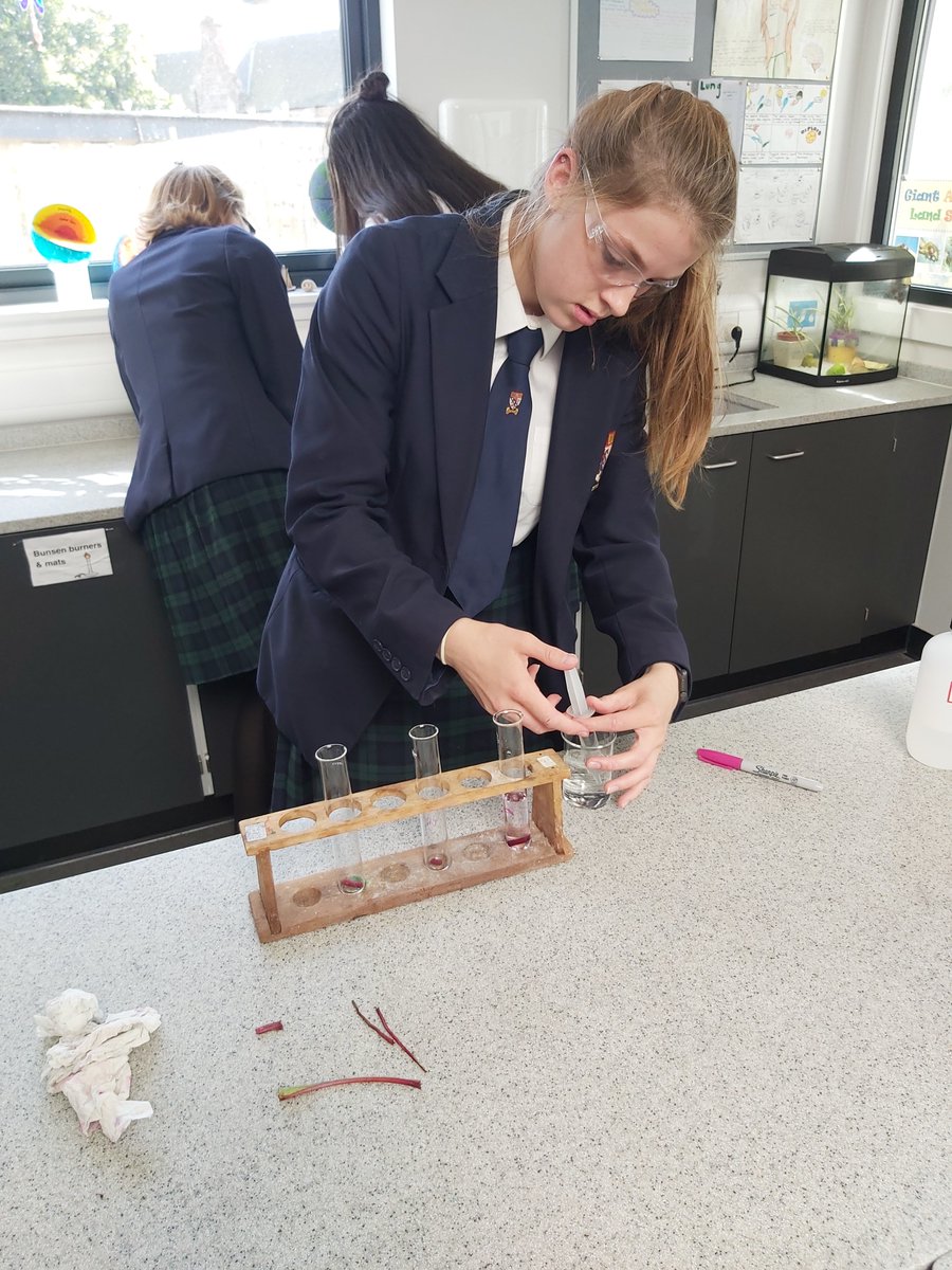 LathallanSci's tweet photo. Beetroot aesthetics with Advanced Higher Biology today investigating the cell membrane properties. @LathallanSchool #beetlife https://t.co/UGPeml6lns