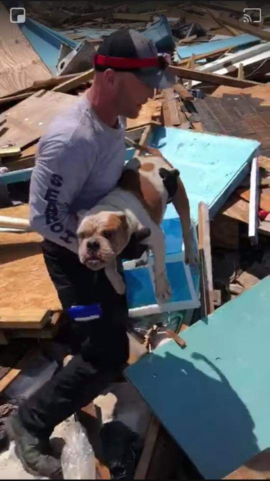 Anybody recognize this dog? Gainesville Fire rescued him from #MarshHarbour yesterday! 
#Abaco #AbacoIsland #AnimalRescue #HurricaneDorian 
#Dog #Found #Hurricane #Dorian