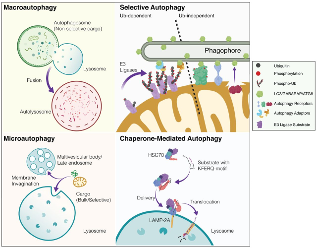 PPPublishing's tweet photo. New #NeuronalSignaling review “Autophagy in the mammalian nervous system: a primer for #neuroscientists” https://t.co/y4g8fNquy4 #Neuroscience https://t.co/3Z4sSbXmkM