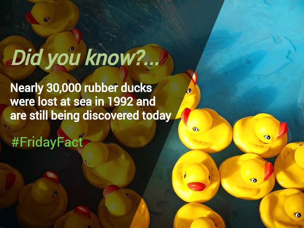 28000 rubber ducks