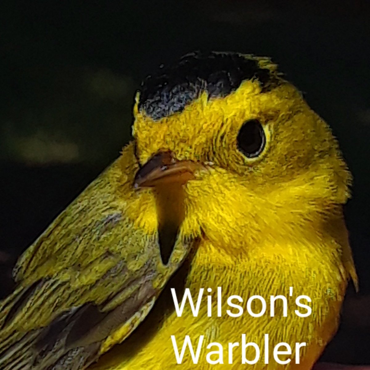 Our first Wilson's Warbler of the season is a dapper Hatching-year Male. This species always reminds me of Colorado where they breed in the high country willow marshes and beaver ponds.