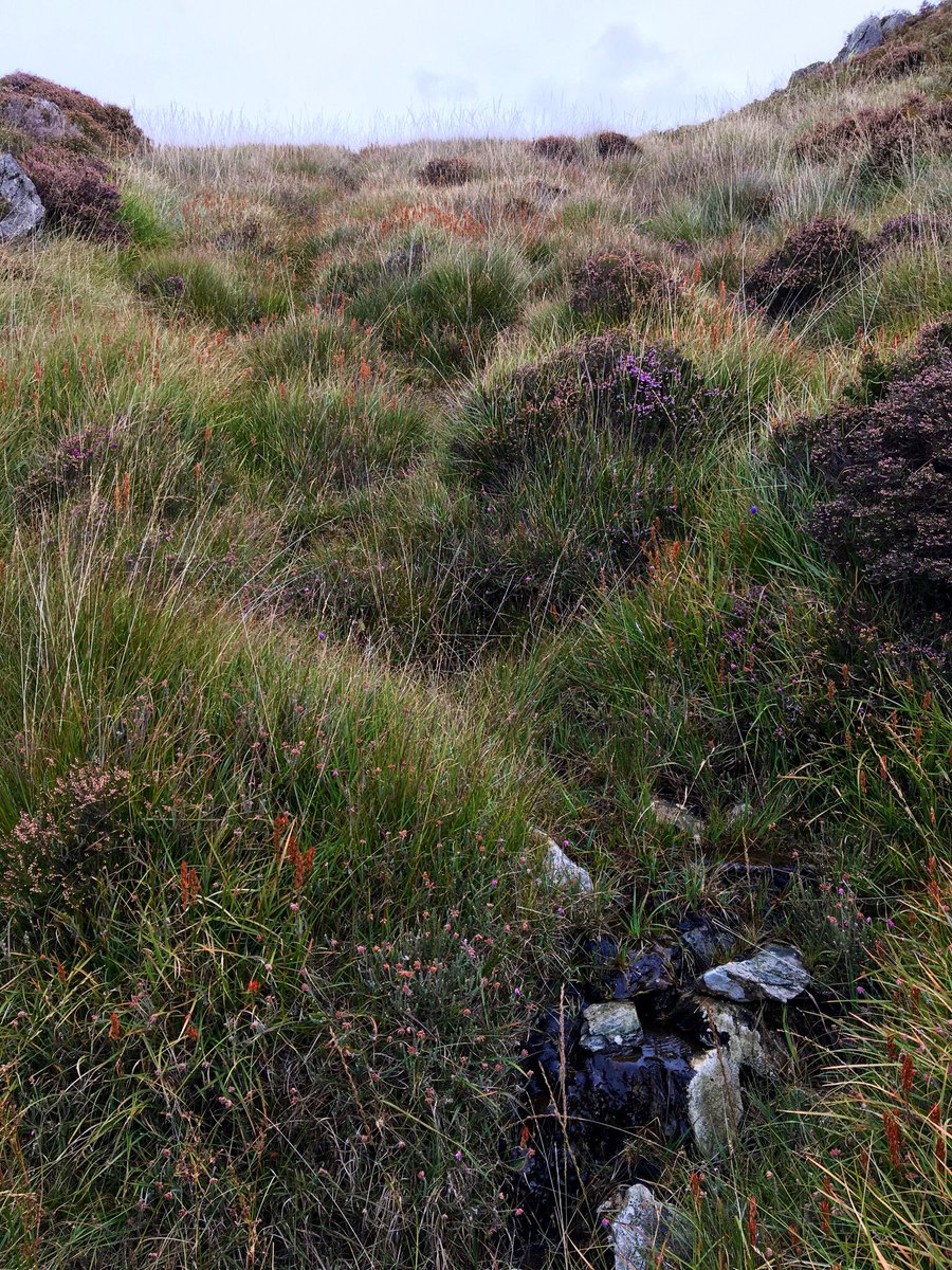 WilderScapes's tweet photo. Invited to see a corker today. Sheep removed a few years ago: heather &amp; juniper bouncing, tall herbs flowering &amp; setting seed, rowan seedlings everywhere, stonechat in the shrubs - looking fantastic! A vision of what we’re missing but could so quickly be restored #thrivingnature https://t.co/gphxN3PE1D
