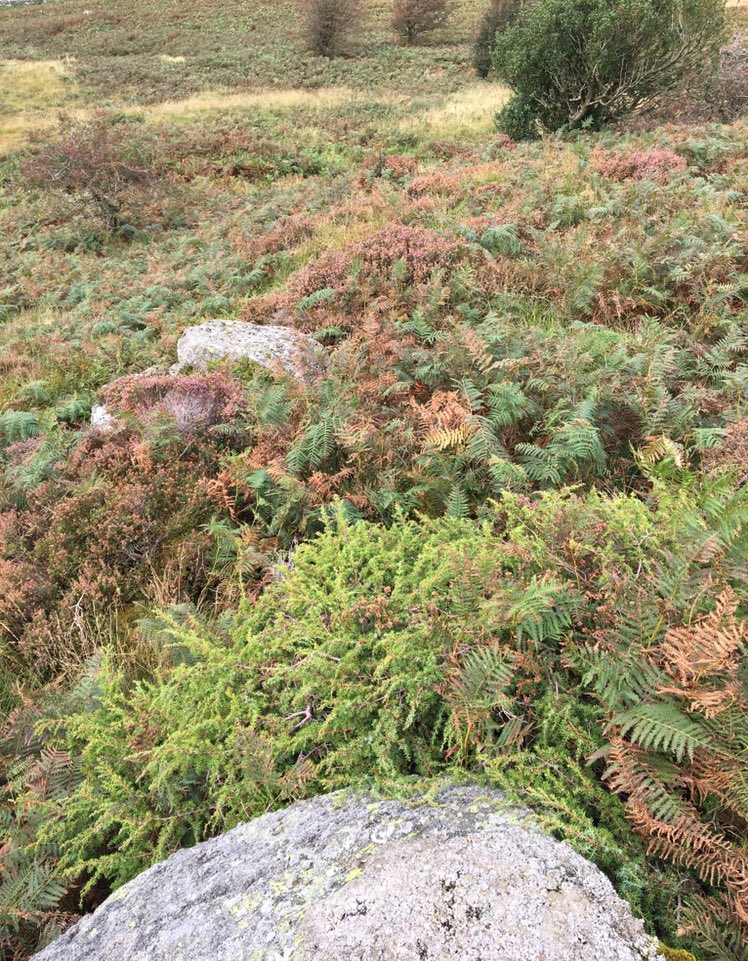 WilderScapes's tweet photo. Invited to see a corker today. Sheep removed a few years ago: heather &amp; juniper bouncing, tall herbs flowering &amp; setting seed, rowan seedlings everywhere, stonechat in the shrubs - looking fantastic! A vision of what we’re missing but could so quickly be restored #thrivingnature https://t.co/gphxN3PE1D