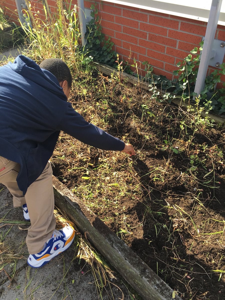 FrankConwellMS4's tweet photo. @FrankConwellMS4 @rstellatoMS4 @melissabengen These wizards are working their magic in the MS 4 garden! #MS4Rocks #Wizardsatwork #getyourhandsdirty #scienceclass #growingleaders https://t.co/zTxb0nMm0a