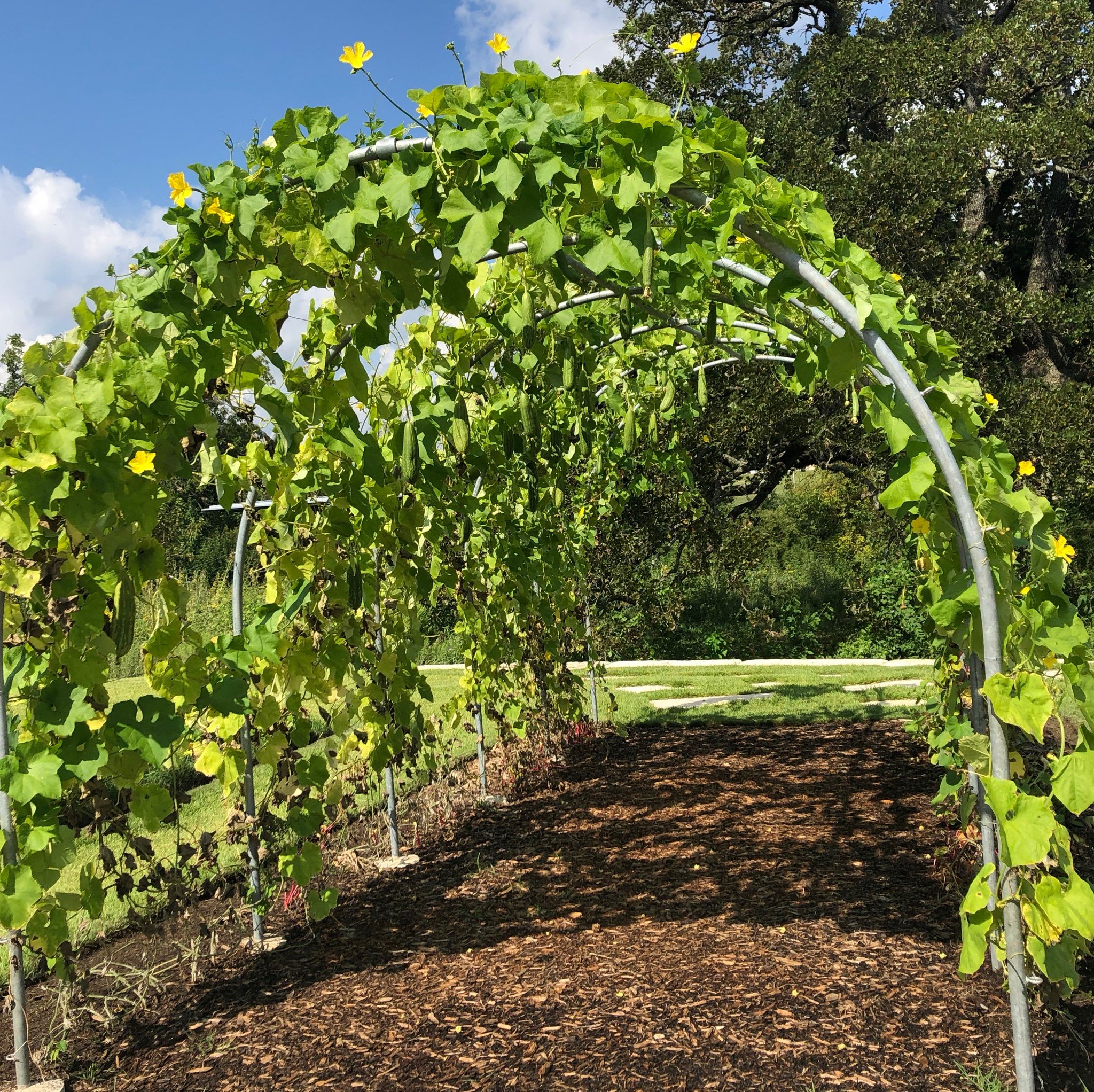 The Gardens At Texas A M Auf Twitter Zoom In To Spot The Luffa