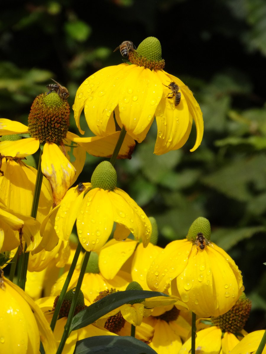 RHS_Rosemoor's tweet photo. A striking bright yellow Rudbeckia (Laciniata 'Herbstsonne') is attracting loads of #bees on our #LongBorders.
Find out more
https://t.co/OEAp80G88z

@worldloveflower @VisitDevon 
#Gardeninspiration #Rudbeckia #GardenLover #Wildlife #BeesatRosemoor #Devon #LoveNorthDevon #Daysout https://t.co/8IKWUMsMH6