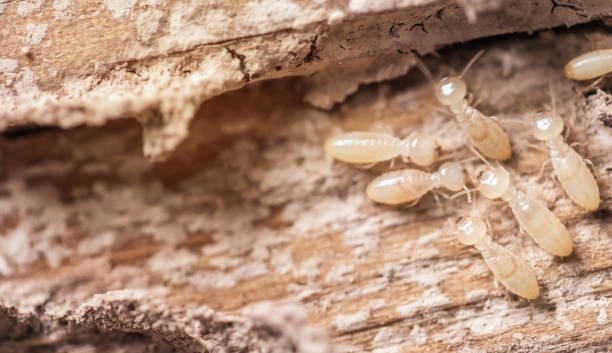 BugsBGoneInc's tweet photo. For quality pest control at reasonable rates, give us a call today! https://t.co/xBbJrIvpKv https://t.co/xOCeDflEbi