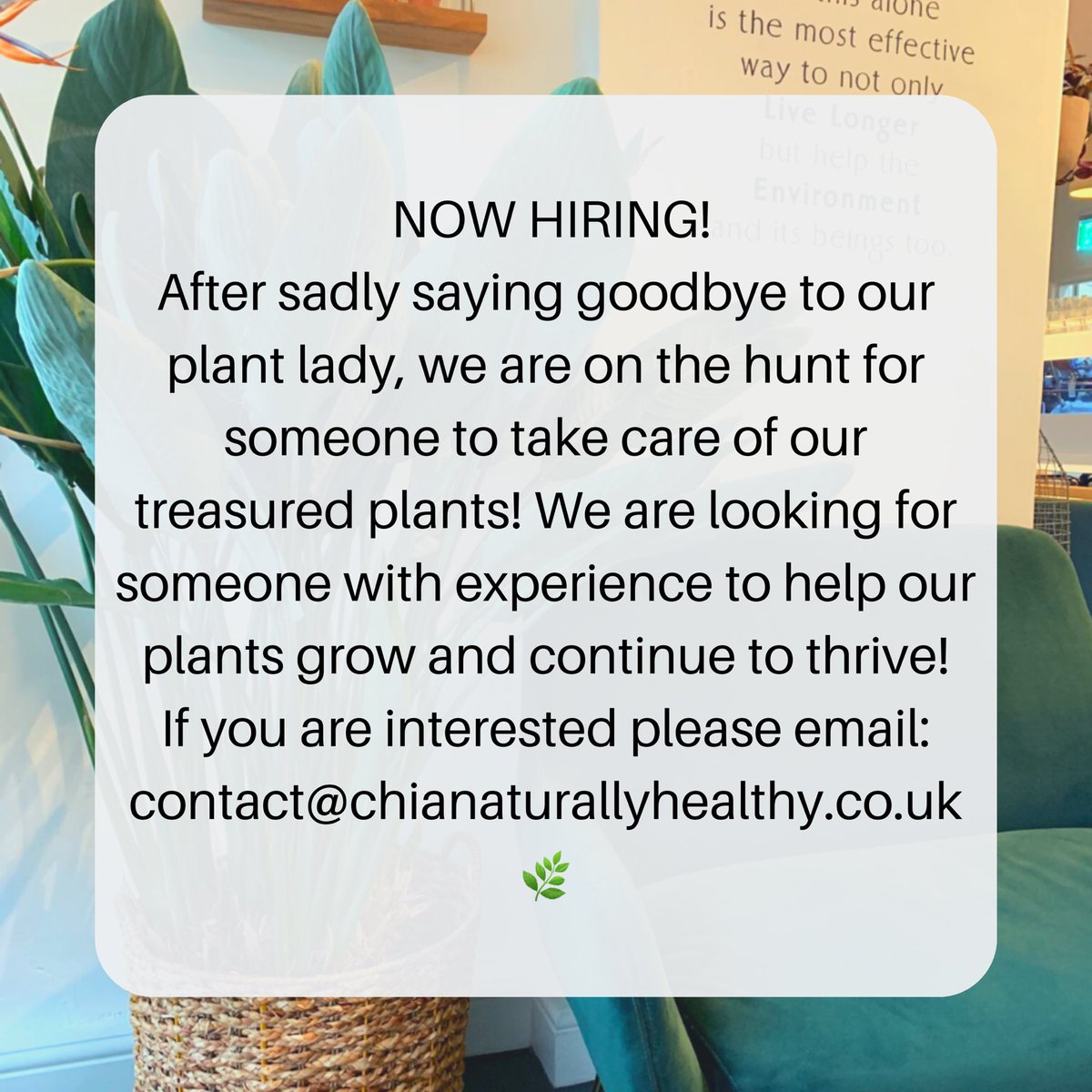ChiaNaturally's tweet photo. PLANTS PLANTS PLANTS🌱
If you are interested in this position then make sure to email us at : contact@chianaturallyhealthy.co.uk 
-
#chianaturallyhealthy #chia #hitchin #ad #plants #nowhiring https://t.co/K8zlCI2054