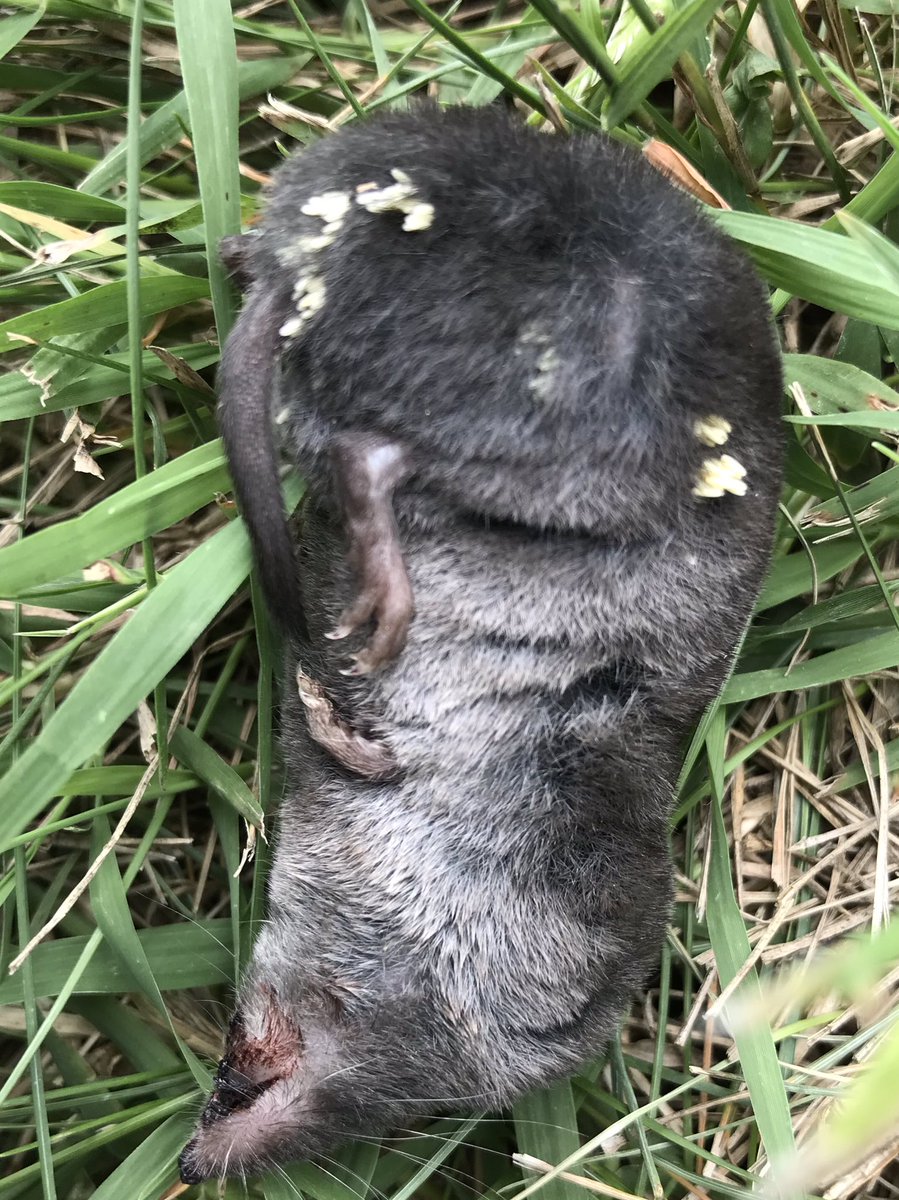 BugGuy5's tweet photo. Great AES trip to Mt. Cuba, Del.  Bugs everywhere! Baited a pitfall with aged chicken/liver/squid.  12 American carrion beetles (ACB) in 3 hours.  Found fresh dead shrew with fly eggs/no larvae.  Ants took over after I moved it for photo.  Another shrew was under a pile of ACBs. https://t.co/dX4w0SyY4A