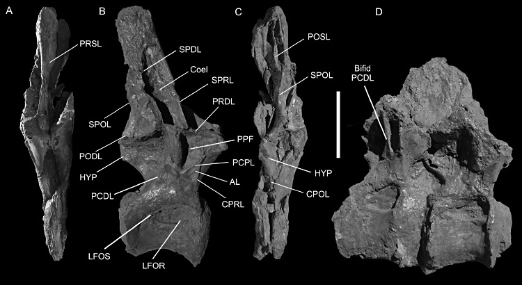 DinosaurBrendan's tweet photo. Happy Fossil Friday! Have nice weekend, everyone! #Carcharodontosaurus #Pentaceratops #Andesaurus #Tarbosaurus https://t.co/6YADX2w6Xx