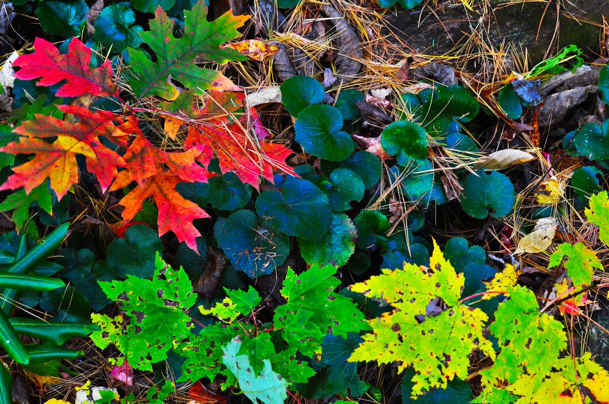 LinvilleFalls's tweet photo. Where is your favorite place to see the leaves change in our area?

#WesternNC #NorthCarolina #LinvilleFalls #WNC https://t.co/uM6779jUrc